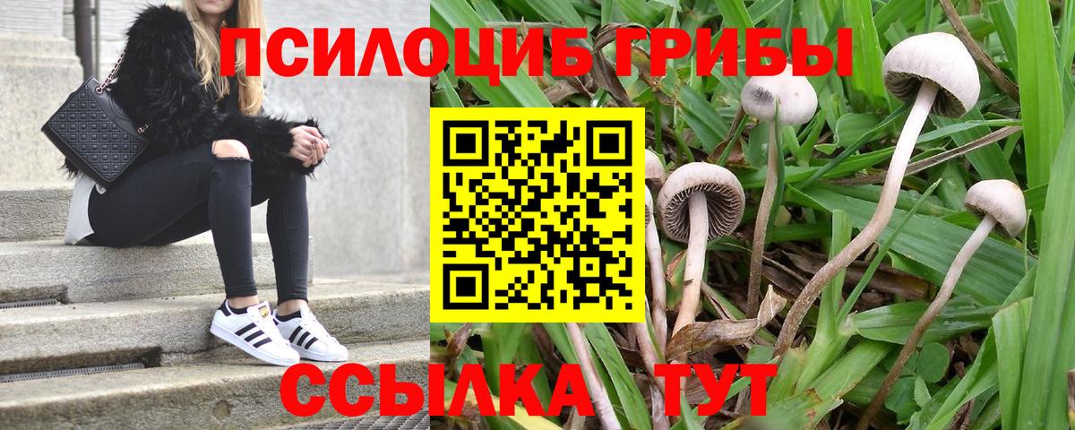 Псилоцибиновые грибы прущие грибы  Вход с VPN  Псилоцибиновые грибы Psilocybine cubensis  Павлово 